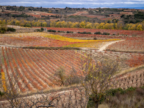 Autumn vineyard landscape showing colorful foliage in rioja alavesa
