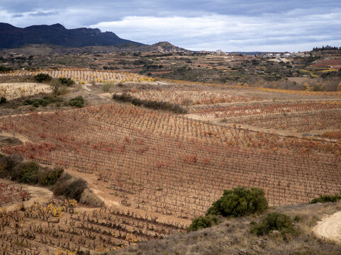 Rioja vineyards in autumn showing viticulture landscape