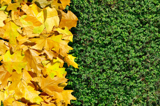 Fall autumn leaves on green grass. Autumn background with fallen leaves. Autumn fall leaf pattern. Fall foliage with maple leaves. Leaves with autumn colors on grass. Autumnal fall background.