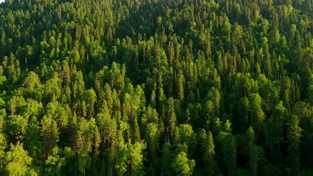 Aerial view of lush green forest canopy. Trees stretch across rolling hillsides. Calm lake borders the forest edge. Sunlight filters through leaves, casting soft shadows