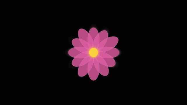 Pink flower animation with yellow center rotating on a simple clean black background video motion