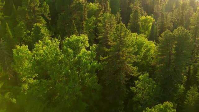 Aerial view of lush green forest canopy at golden hour. Trees stretch endlessly under warm sunlight. Calm and peaceful atmosphere perfect for nature scenes. Ideal for environmental, travel