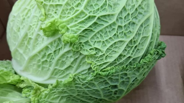 Detailed close-up of fresh green savoy cabbage leaves, healthy vegetable, natural food, organic produce, and nutritious cooking ingredient.