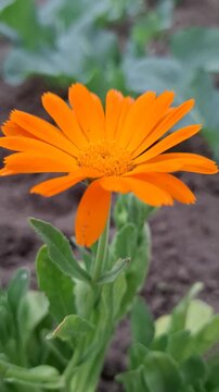 Bright orange calendula flower blooming among green leaves in a garden, cheerful nature, spring growth, floral beauty, and botanical decoration.