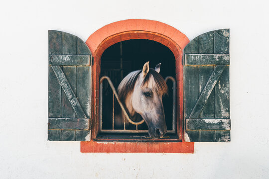 Gentle gray horse looking through an arched stable window framed by weathered green wooden shutters and red brick against a clean white wall