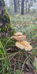 Wild Mushrooms Growing Beside Mossy Tree Trunk © Оксана Щеткина