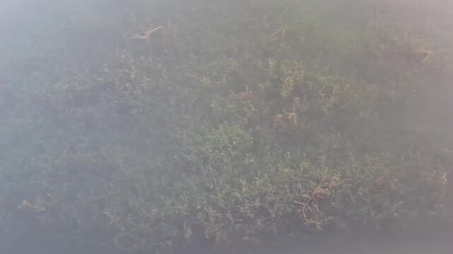 Green aquatic plants grow under clear water outdoors. marine environment, underwater biology, fresh water river ecosystem.