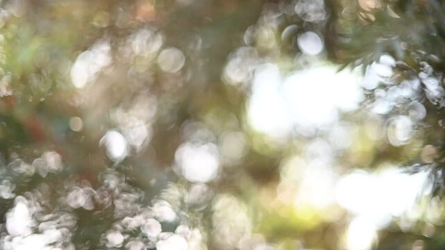 Bright Sunlight Filtering Through Tree Canopy Bokeh Background Video.