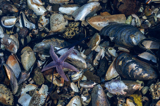 Ein Gemeiner Seestern (Asterias rubens) im seichten Wasser an der D&auml;nischen Ostseek&uuml;ste, Meerestiere, Weichtiere, August, F&uuml;nen, D&auml;nemark