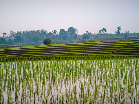 The vast expanse of green rice fields in the morning with beautiful mountains in Indonesia
