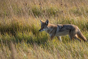 Naklejka premium Coyote walks through tall dry grass. Wild canine hunts in meadow. Predator moves stealthily in natural habitat. Animal is cautious, looking left.