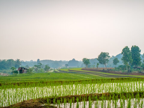 The vast expanse of green rice fields in the morning with beautiful mountains in Indonesia