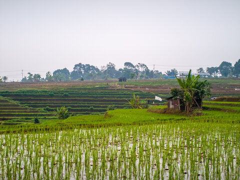 The vast expanse of green rice fields in the morning with beautiful mountains in Indonesia