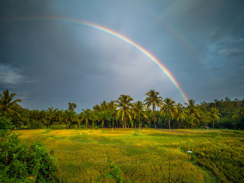 The vast expanse of green rice fields in the morning with beautiful mountains in Indonesia