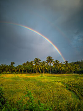 The vast expanse of green rice fields in the morning with beautiful mountains in Indonesia