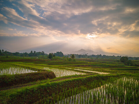 The vast expanse of green rice fields in the morning with beautiful mountains in Indonesia