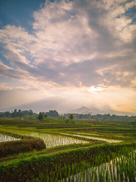The vast expanse of green rice fields in the morning with beautiful mountains in Indonesia