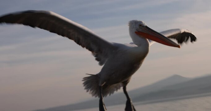Beautiful Dalmatian pelican flying at the sunset with blue sky at the background
