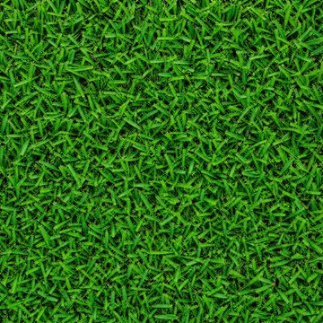 Healthy durban turf grass seamless texture, high quality background