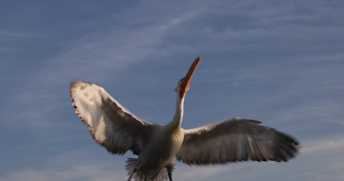 Beautiful Dalmatian pelican flying at the sunset with blue sky at the background
