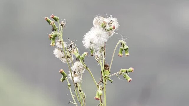 Close-up of fluffy wild weed seed heads and flower buds swaying gently outdoors