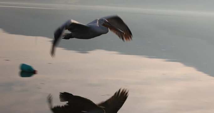 Beautiful Dalmatian pelican flying at the sunset with blue sky at the background
