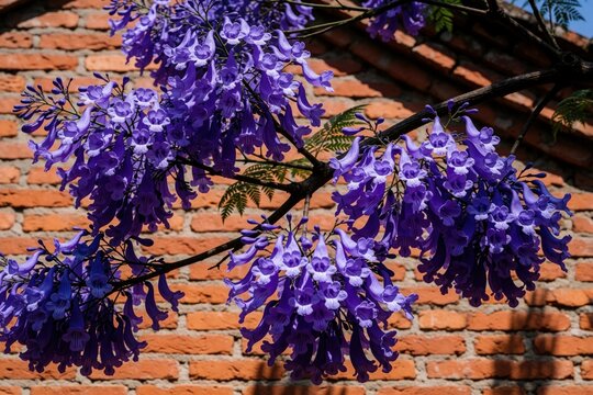 Vibrant purple jacaranda flowers bloom against an old brick wall. Delicate blossoms hang from dark branches, creating a striking natural contrast with the textured facade.