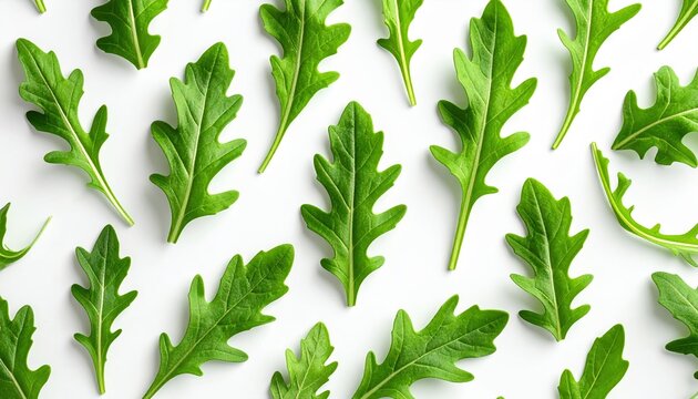 Seamless pattern of fresh arugula leaves on white background, minimal botanical pattern, high resolution