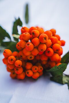 Close-up of ripe orange rowan berries with green leaves against a soft light background