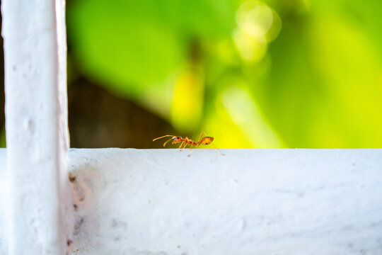 Macro shot of a single red ant walking on a white metal rail with green bokeh background.
