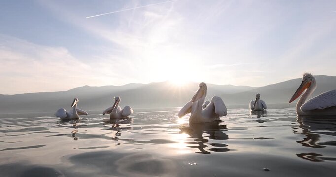 Beautiful Dalmatian pelican flying at the sunset with blue sky at the background
