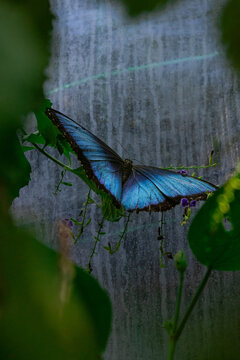 Mariposa monarca