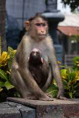 Mona y cria en la India © idlts