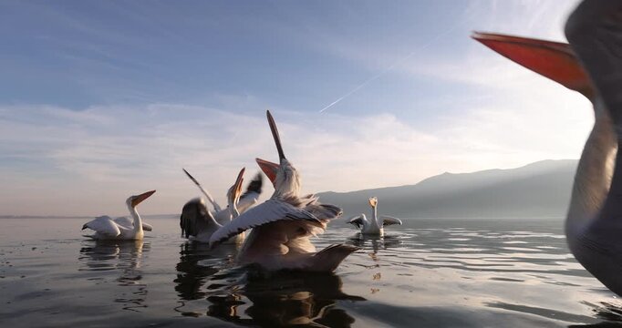 Beautiful Dalmatian pelican flying at the sunset with blue sky at the background

