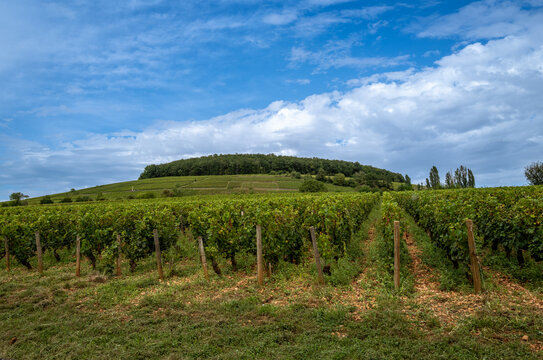 Corton Grand Cru vineyards and dramatic sky in Burgundy, France