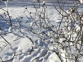 Shrub brunches in topping snowy hats against flat area of fresh white snow with deep footsteps  photo of winter nature after abundant precipitations inspiring joy with sunlight glowing in drifts © Oksana
