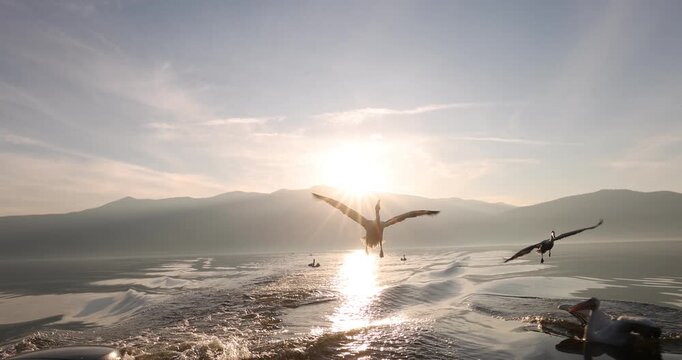 Beautiful Dalmatian pelican flying at the sunset with blue sky at the background

