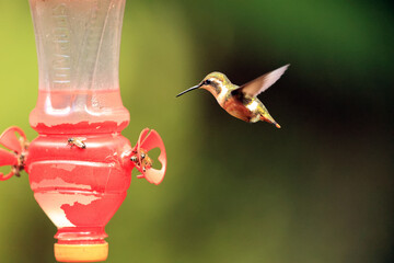 The white-bellied woodstar (Chaetocercus mulsant) is a species of hummingbird in tribe Mellisugini of subfamily Trochilinae, the "bee hummingbirds".This photo was taken in North Peru. © feathercollector