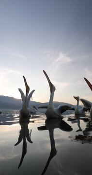 Beautiful Dalmatian pelican flying at the sunset with blue sky at the background
