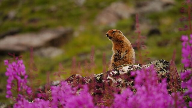 Cute Arctic Ground Squirrel on stone surrounding by willowherb