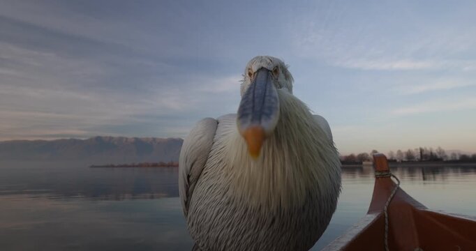 Beautiful Dalmatian pelican flying at the sunset with blue sky at the background

