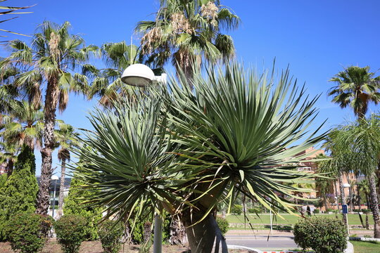 The top of a Dracaena draco tree against a background of palm trees on a city street.