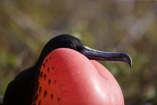 Male frigatebird with gular pouch inflated to attract a female on the Galapagos Islands