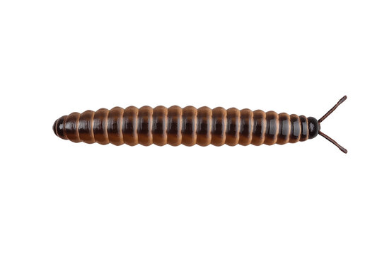 Dark brown elongated millipede like animal with glossy rounded body segments