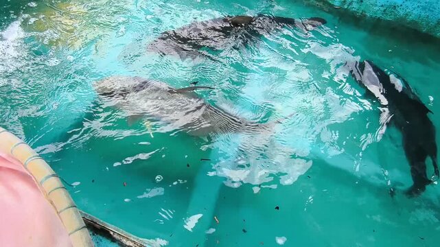 Japanese amberjack seriola fish swimming in an aquaculture hatchery holding tank for sustainable marine breeding and seafood research.