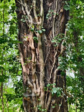 Tree covered with creeper in the forest