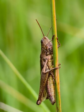 Grasshopper beautifully colored insect in the grass in the morning light	
