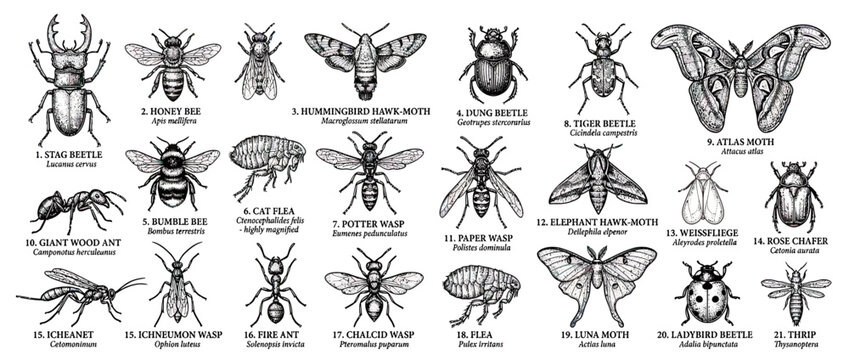 Detailed Insect Illustrations Collection Isolated