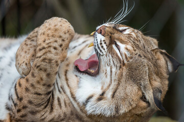 A tight, close-up action shot of a Bobcat Lynx rufus mid-yawn / grooming stretch. © Yuval Helfman