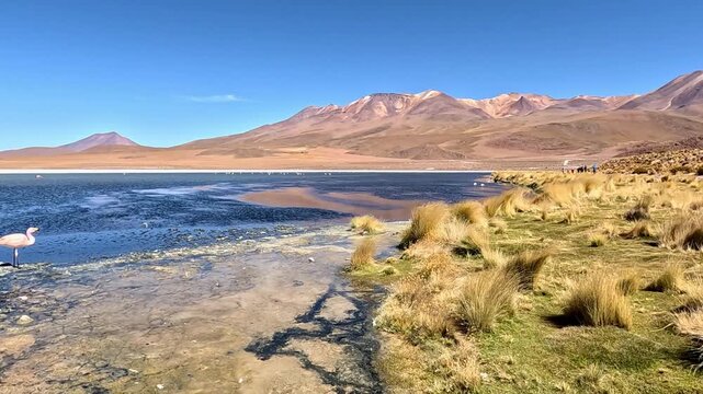 Two pink flamingos wading and feeding in the shallow waters of a remote mountain lagoon. Majestic, arid landscape with snowy peaks under a clear blue sky